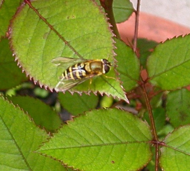 Femmina di Syrphus sp.?